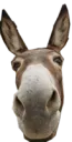 donkey