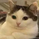 Naruhudocatbutreal