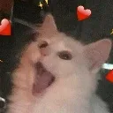 happicat