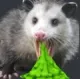 screamvomit