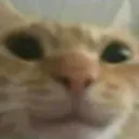 HappyCat