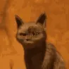 CatShocked