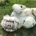cute cute