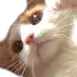 TooraShock