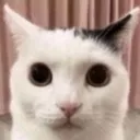 catOkbuddy
