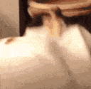 catinsane Discord emoji