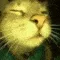 catRAVE