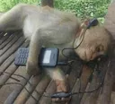 monkeywithheadphones