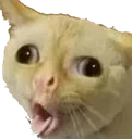 hgtt_meo666