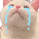 KL_CatCry Discord Emoji