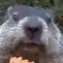 gopherNom