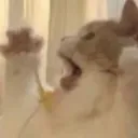 catomg