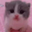 ScaredieCat