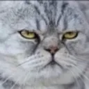 Catofanger Discord Emoji