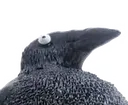 corvus