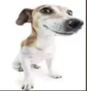 pero