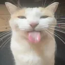 tonguecat tonguecat