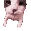 catKISS