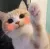 CatBlush