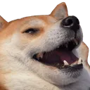 shibalaugh