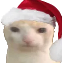jollybruhcat