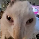 croink