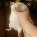 grab