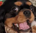 bork bork