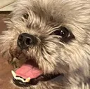 happychewy