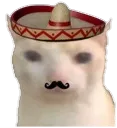 mexicanbruhcat mexicanbruhcat