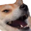 dogsmile