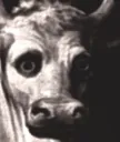 cowTrauma