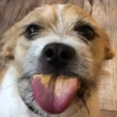 pbdawg Discord emoji
