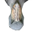 sucram