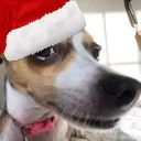 8784christmasdogsus Discord Emoji
