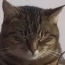 sleepycat