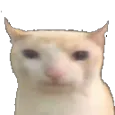 catbruh