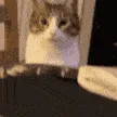 catnom