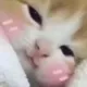 catblushing