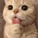 Cat cat Discord Emoji