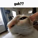 guh