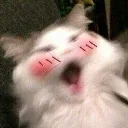 omomo