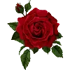 r_rose
