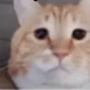Cat Cat