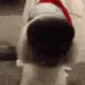 SNIFFACHRISTMAS SNIFFACHRISTMAS