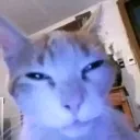 shrug_cat Discord Emoji