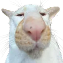cat_waltuh