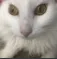 pat pat
