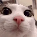 gato