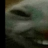 Cat1XD